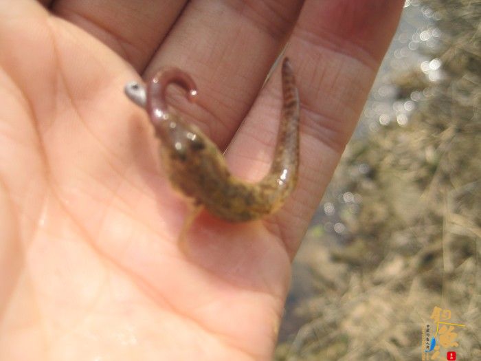 黄金鲫手到擒来 传统钓大显神威