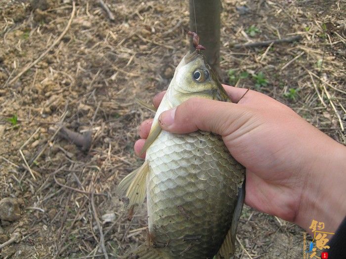 黄金鲫手到擒来 传统钓大显神威