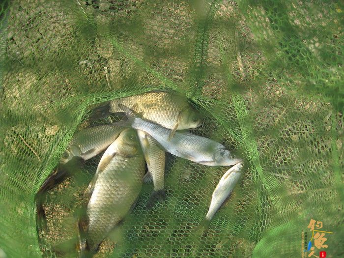 黄金鲫手到擒来 传统钓大显神威