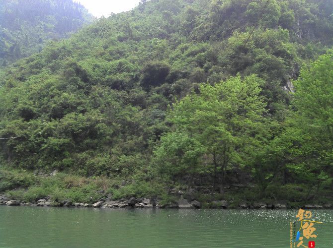 激情的清江河（13）喜获大鲫也不爽