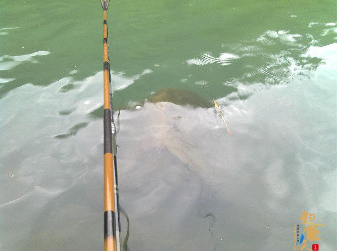 激情的清江河（13）喜获大鲫也不爽