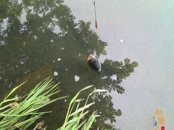 激情的清江河（13）喜获大鲫也不爽