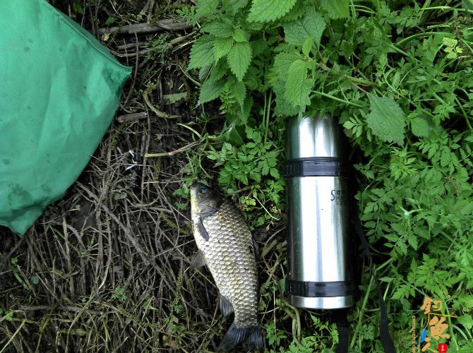 激情的清江河（13）喜获大鲫也不爽