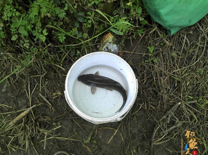 激情的清江河（13）喜获大鲫也不爽