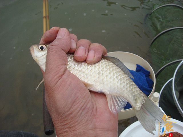 仕阳水库 在这钓鱼有点爽