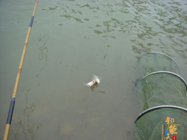 仕阳水库 在这钓鱼有点爽