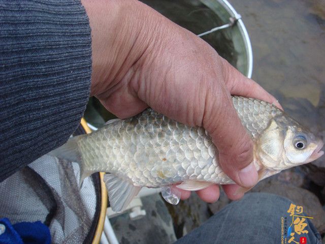 仕阳水库 在这钓鱼有点爽