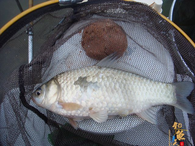 仕阳水库 在这钓鱼有点爽