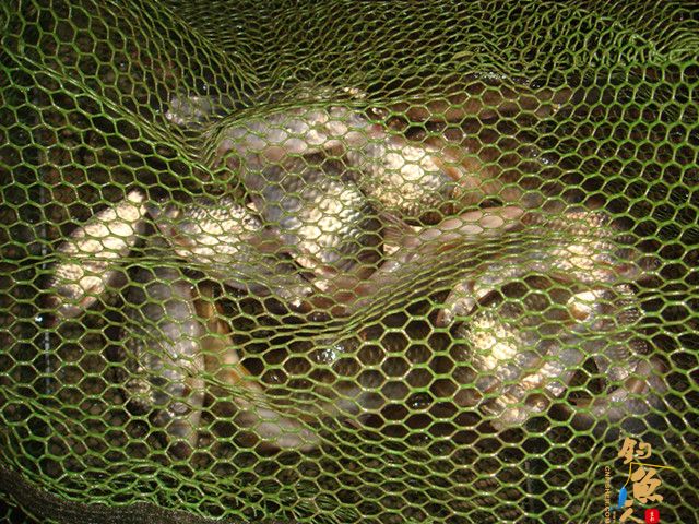 仕阳水库 在这钓鱼有点爽