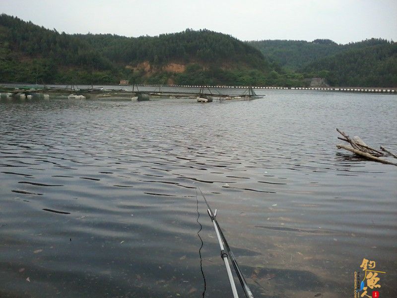 春钓浅水之偶遇鲮妹妹 图