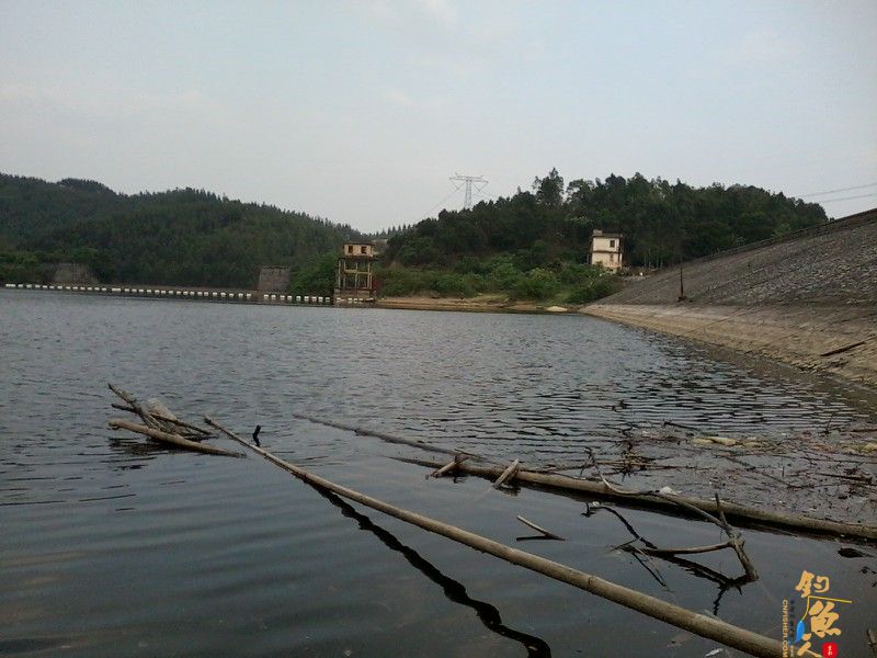 春钓浅水之偶遇鲮妹妹 图