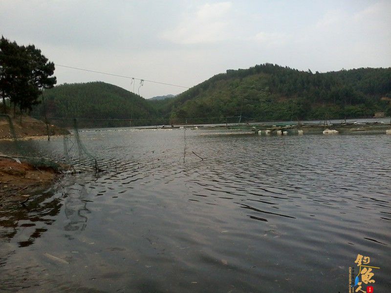 春钓浅水之偶遇鲮妹妹 图