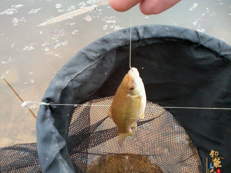 春钓浅水之偶遇鲮妹妹 图