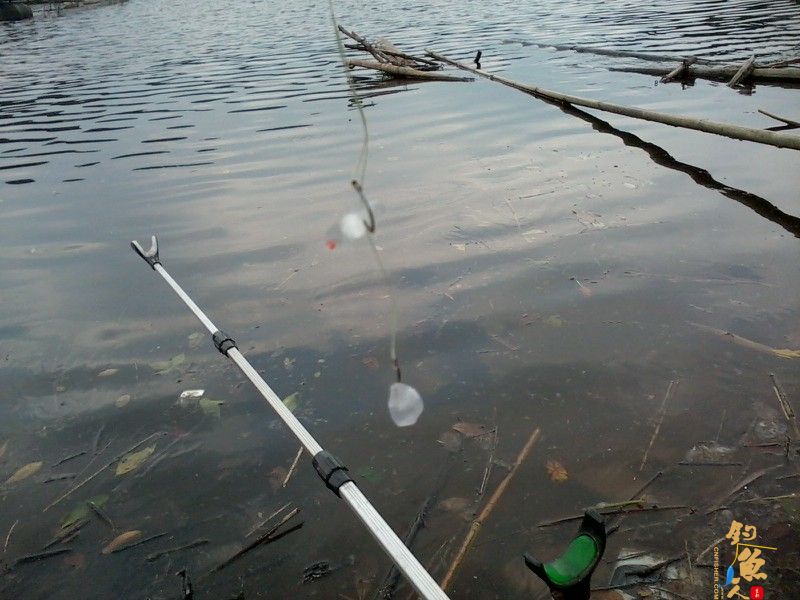 春钓浅水之偶遇鲮妹妹 图