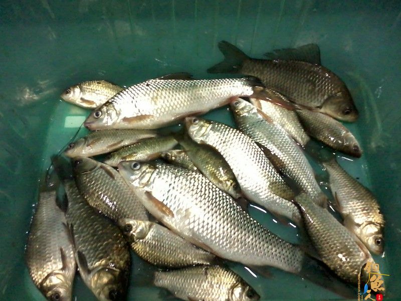 春钓浅水之偶遇鲮妹妹 图