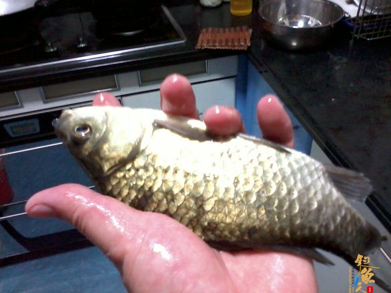 春钓浅水之偶遇鲮妹妹 图