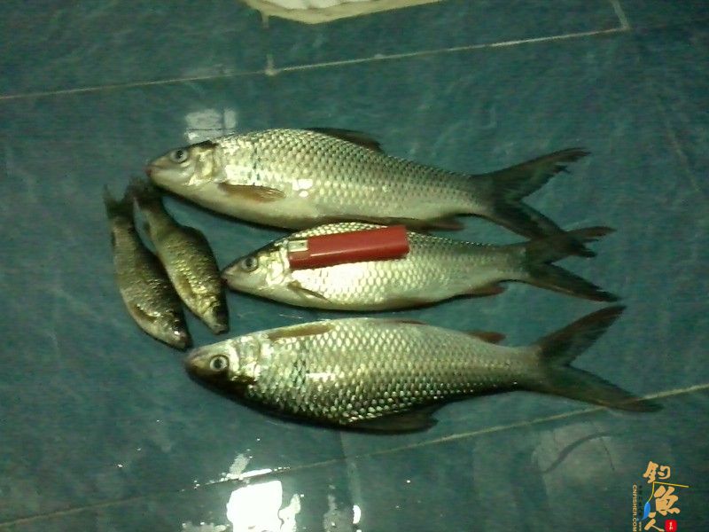 春钓浅水之偶遇鲮妹妹 图