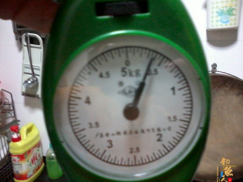 春钓浅水之偶遇鲮妹妹 图