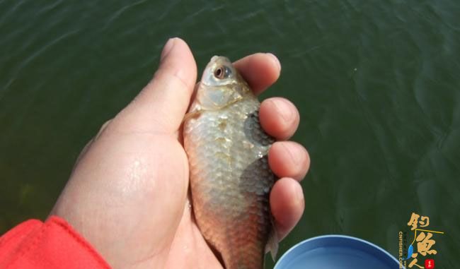 野钓篇五《鲤鱼开口》解毒