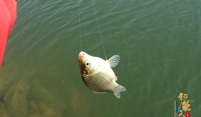 野钓篇五《鲤鱼开口》解毒