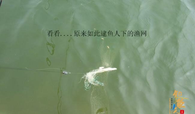 野钓篇五《鲤鱼开口》解毒