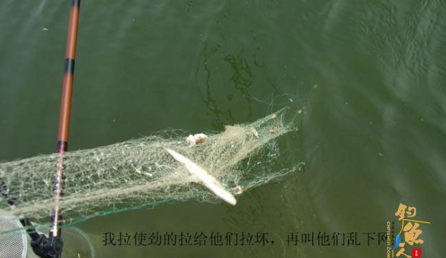 野钓篇五《鲤鱼开口》解毒