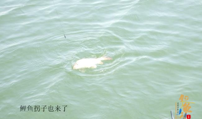 野钓篇五《鲤鱼开口》解毒