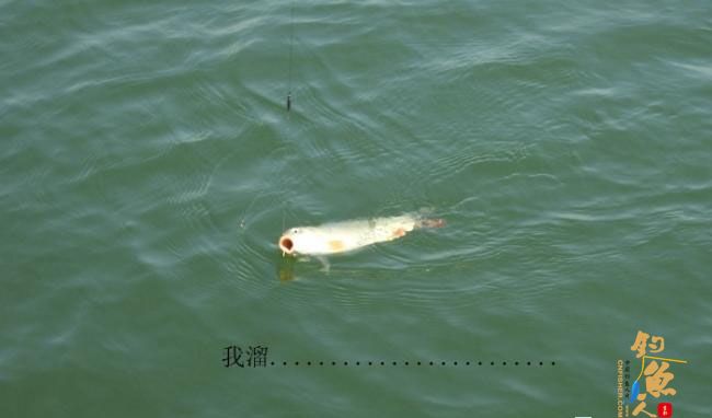 野钓篇五《鲤鱼开口》解毒