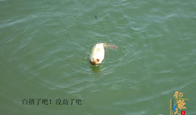 野钓篇五《鲤鱼开口》解毒