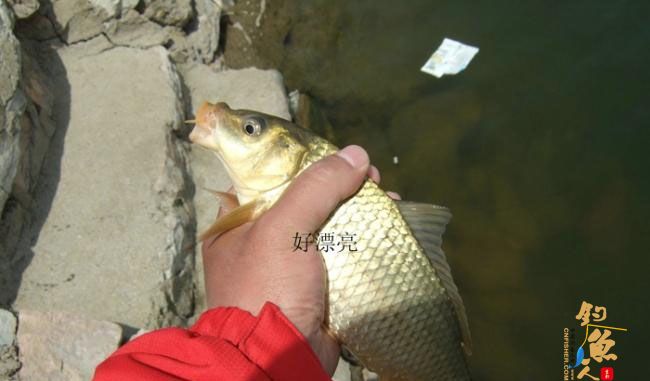 野钓篇五《鲤鱼开口》解毒