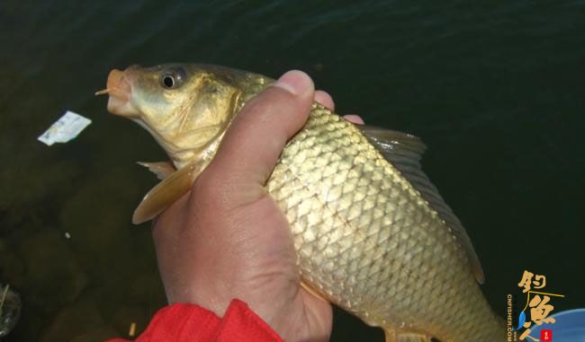 野钓篇五《鲤鱼开口》解毒