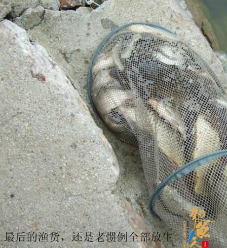 野钓篇五《鲤鱼开口》解毒