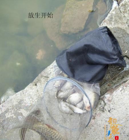 野钓篇五《鲤鱼开口》解毒