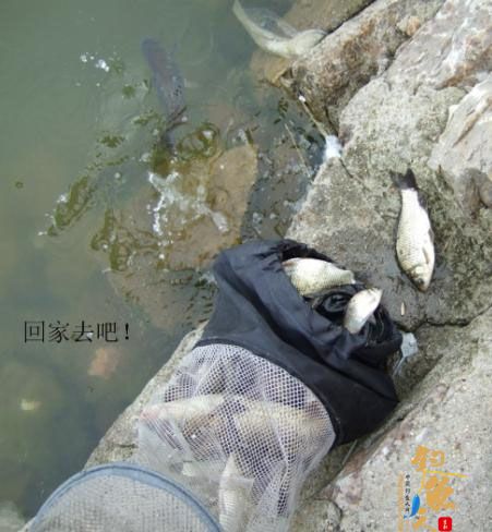 野钓篇五《鲤鱼开口》解毒