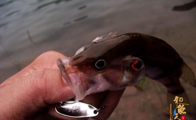 4月17,非常3+2 一个子 爽