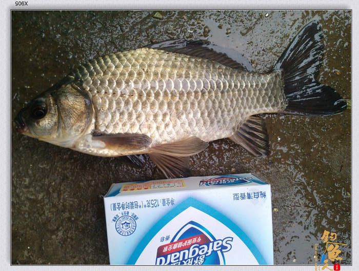 小钓半天得一鲫 较满足