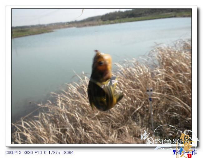 半天野渠小钓 图