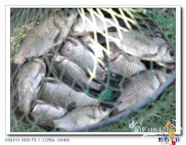 半天野渠小钓 图