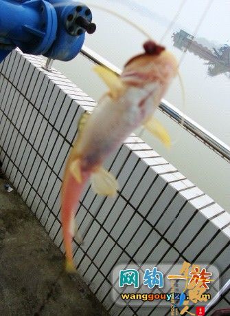 湘江又钓到怪鱼，源于翻板不灵改用串钩