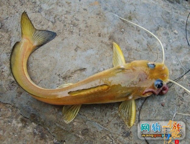 湘江又钓到怪鱼，源于翻板不灵改用串钩