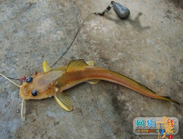 湘江又钓到怪鱼，源于翻板不灵改用串钩