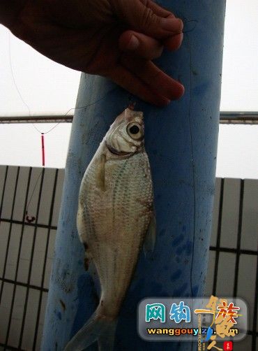 湘江又钓到怪鱼，源于翻板不灵改用串钩