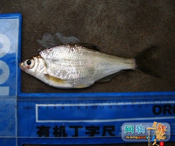 湘江又钓到怪鱼，源于翻板不灵改用串钩