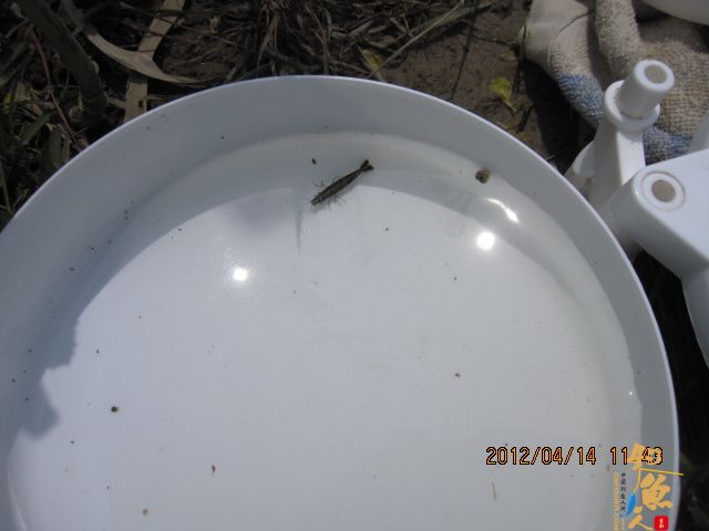 《随钓》——两日钓鱼两遇电工，神位也凋零