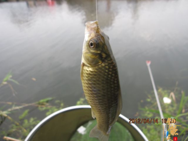 《随钓》——两日钓鱼两遇电工，神位也凋零