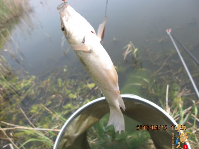 《随钓》——两日钓鱼两遇电工，神位也凋零