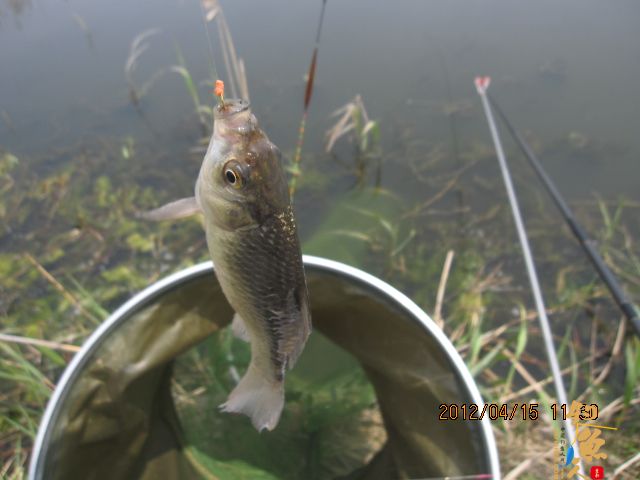 《随钓》——两日钓鱼两遇电工，神位也凋零