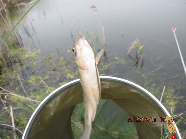 《随钓》——两日钓鱼两遇电工，神位也凋零