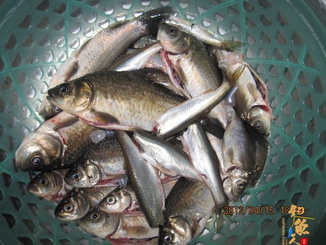 《随钓》——两日钓鱼两遇电工，神位也凋零