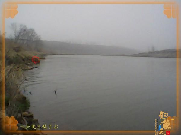 河中少鲫鲤，猫鱼称霸王，大篇幅文字